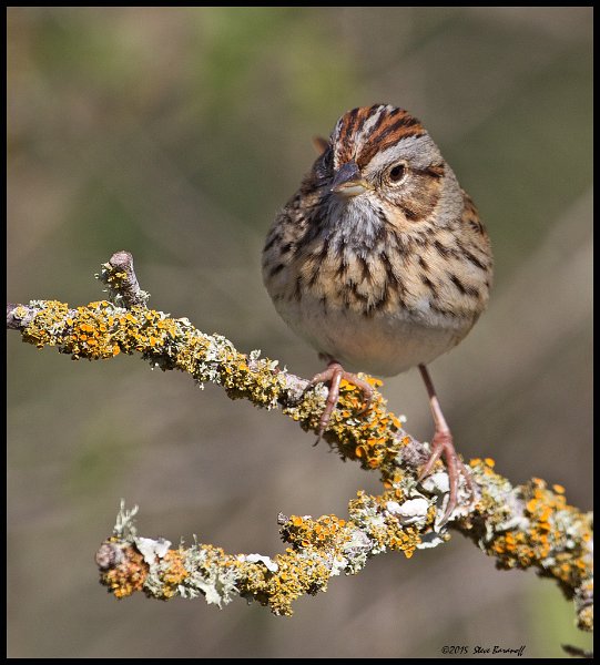 _5SB9719 lincolns sparrow.jpg